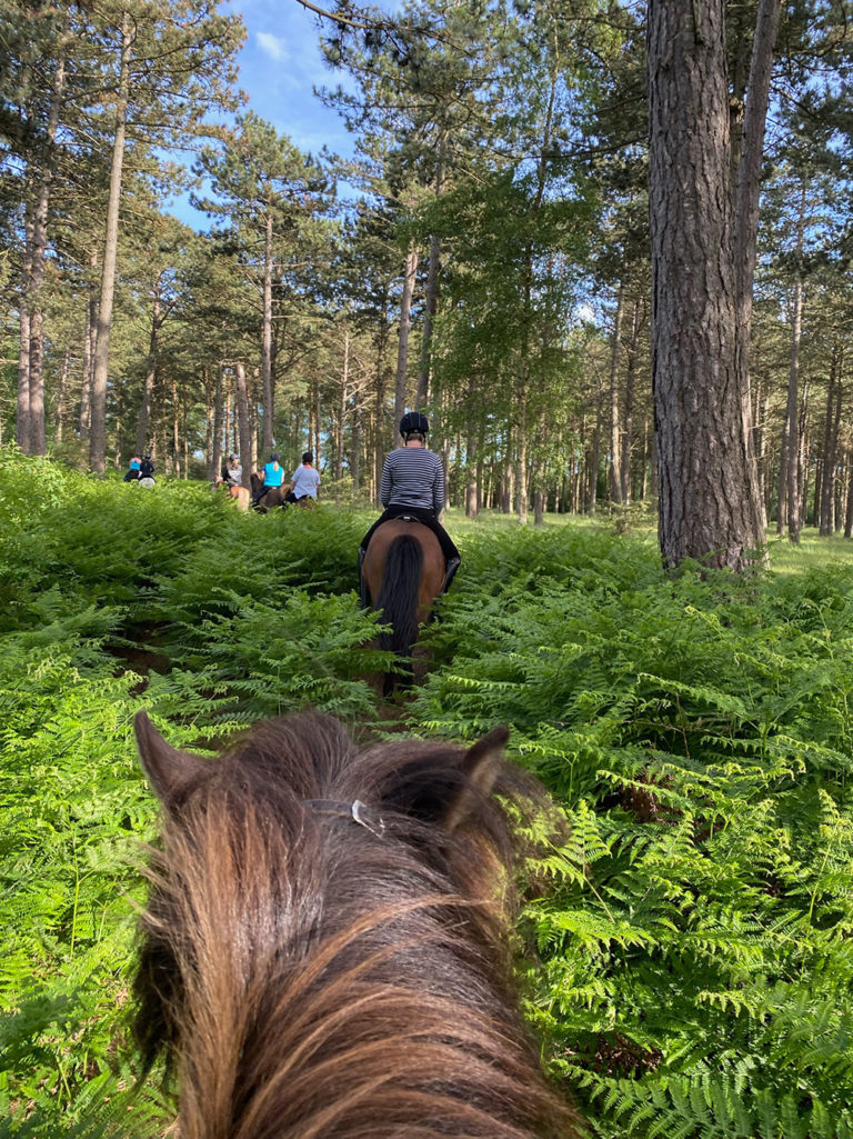 Ridning i skoven