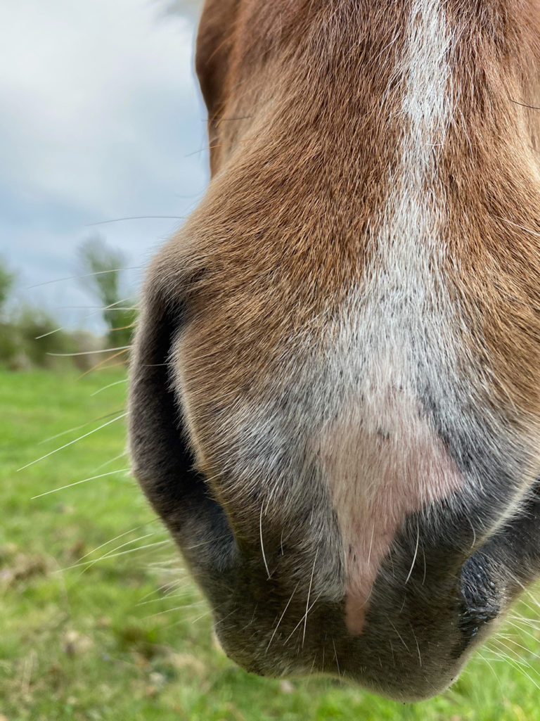 Hestemule